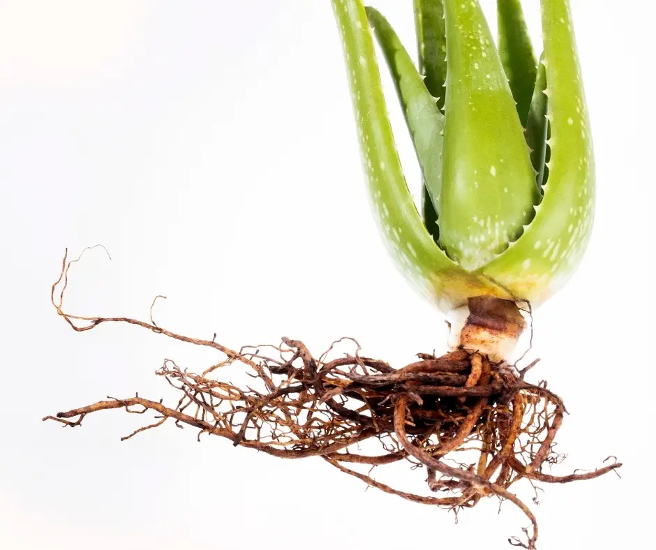 aloe plant root ball