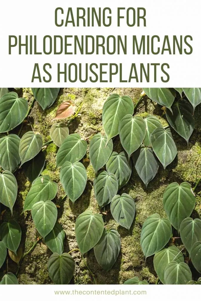 Caring for philodendron microns as houseplants-pin image