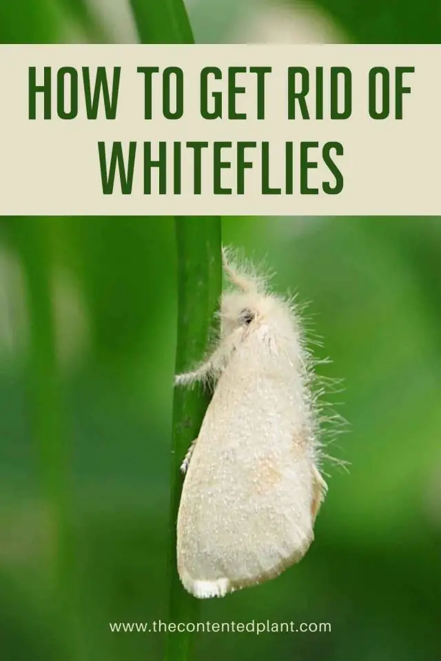 How to get Rid of Whiteflies on Plants - The Contented Plant