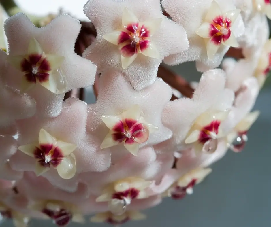 hoya flowers close up
