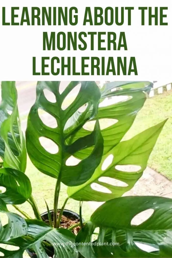Learning about the monstera lechleriana-pin image