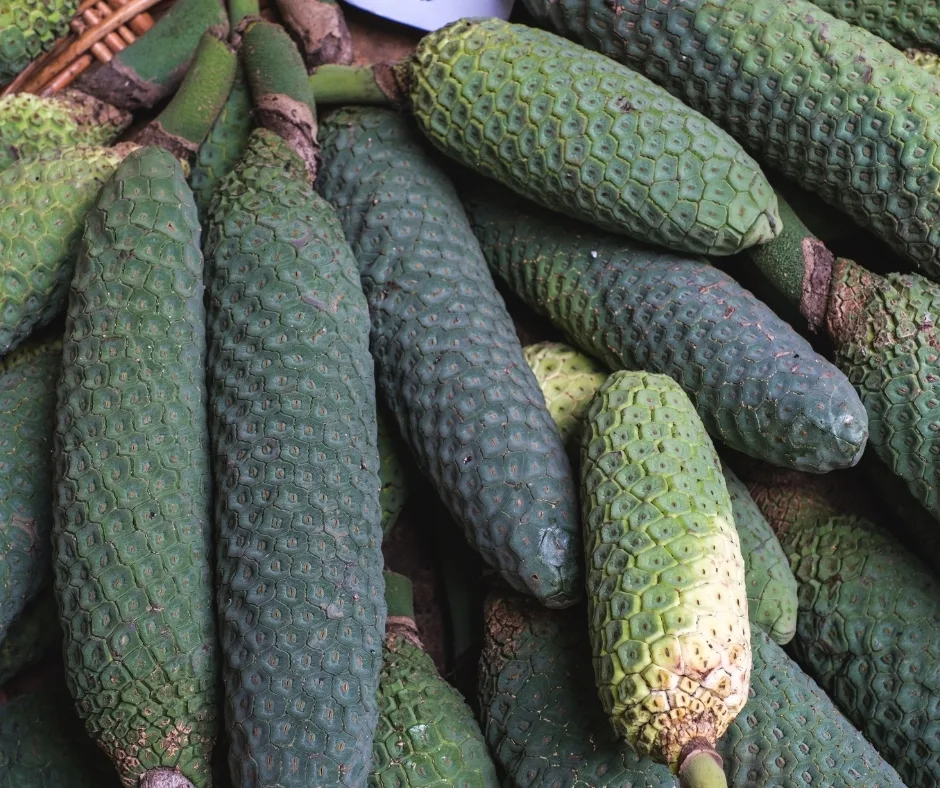 monstera deliciosa fruit