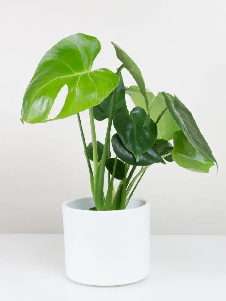 Monstera Deliciosa Care Guide