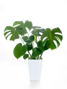 monstera deliciosa plant