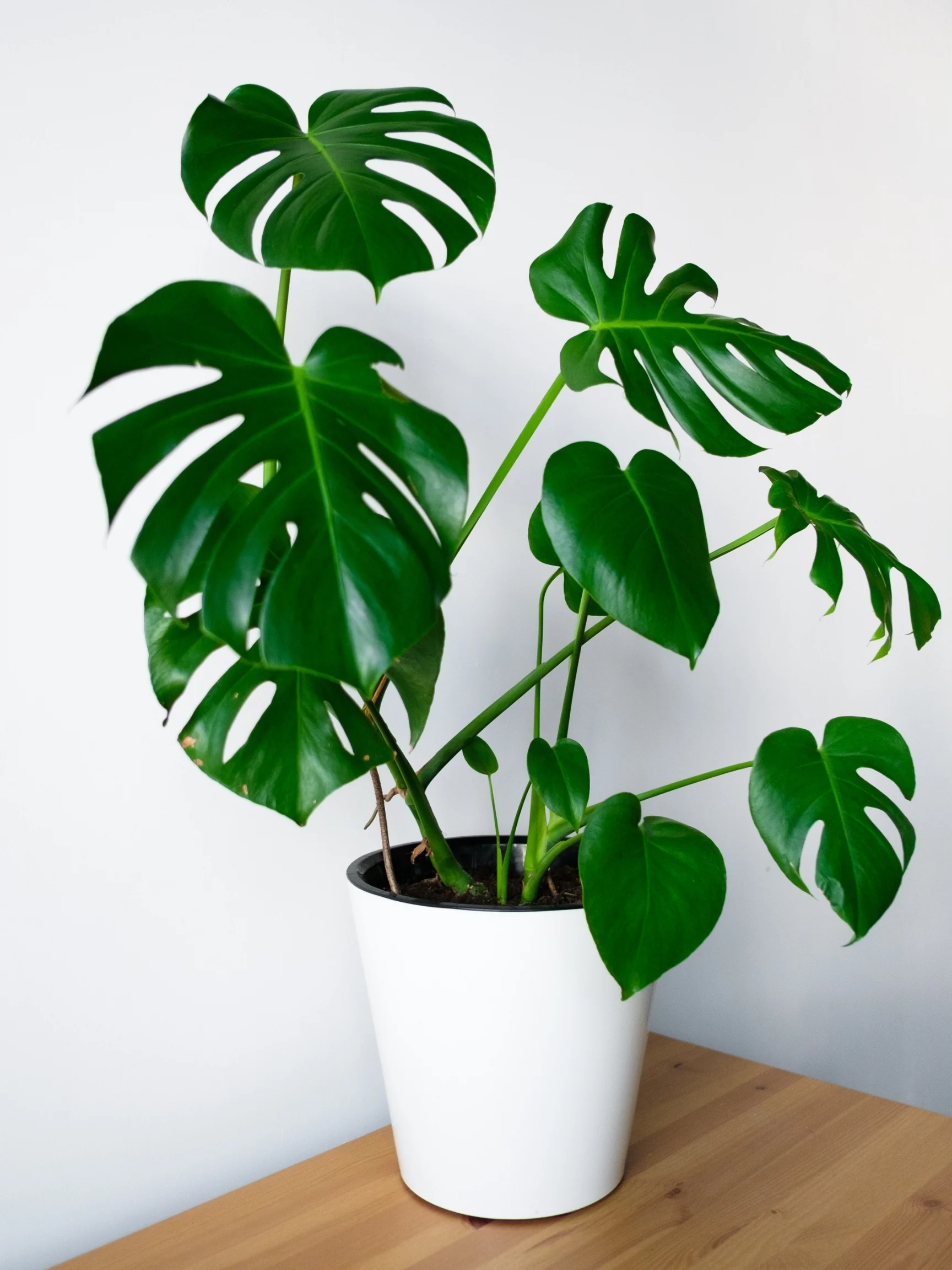 monstera deliciosa in white pot