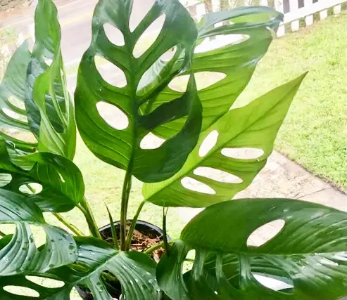 Monstera Lechleriana