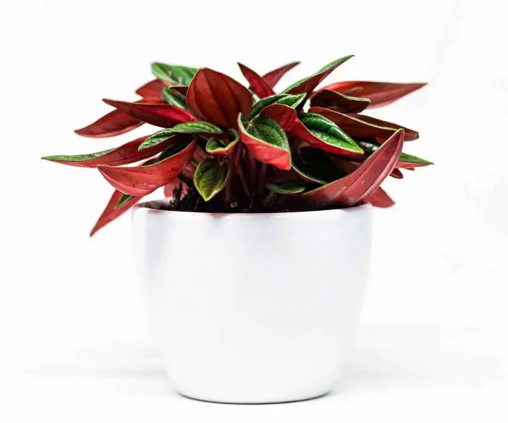 peperomia caperata Rosso