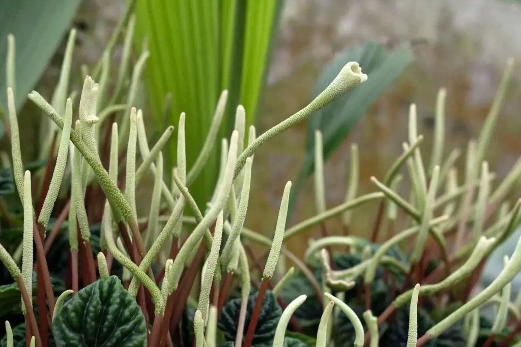 peperomia Caperata flowers