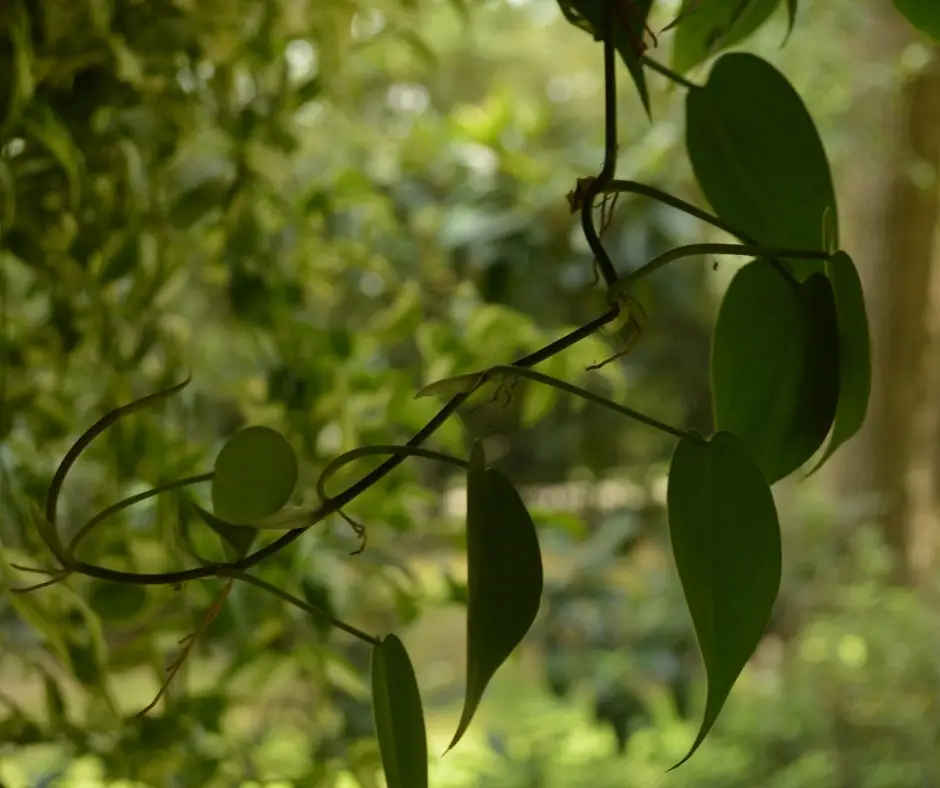 philodendron hanging