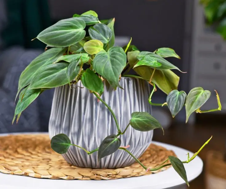 philodendron micans