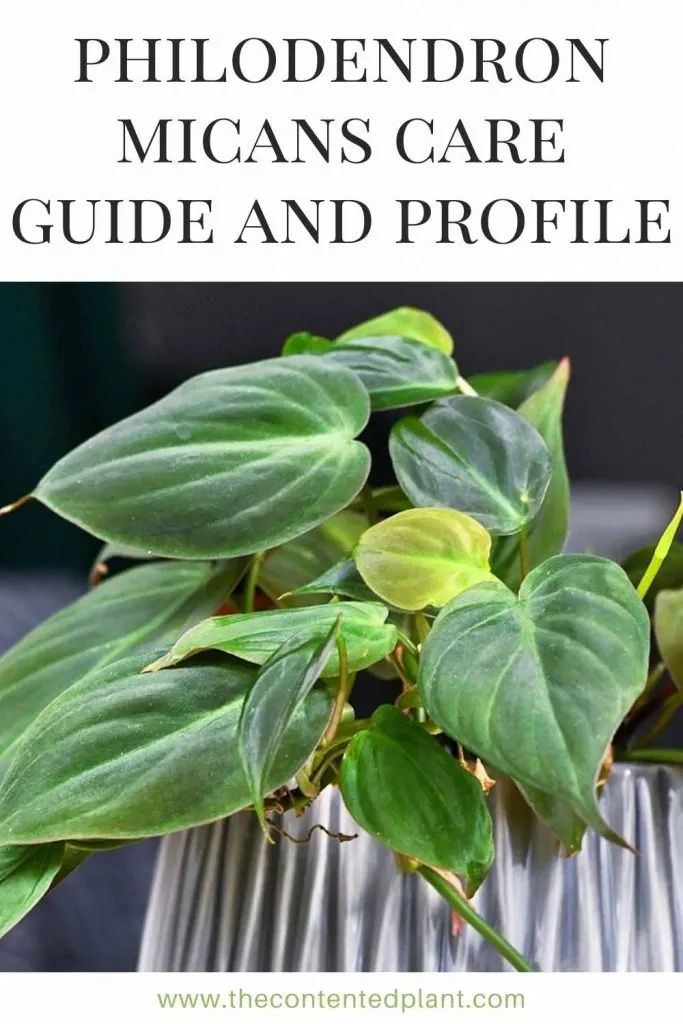 Philodendron micans care guide and profile-pin image
