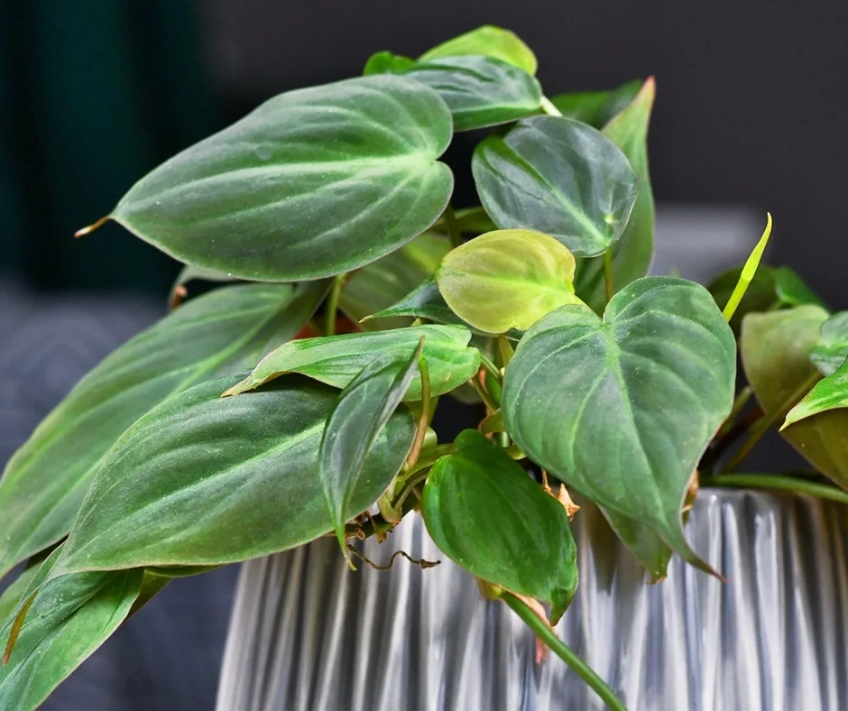 philodendron micans close up