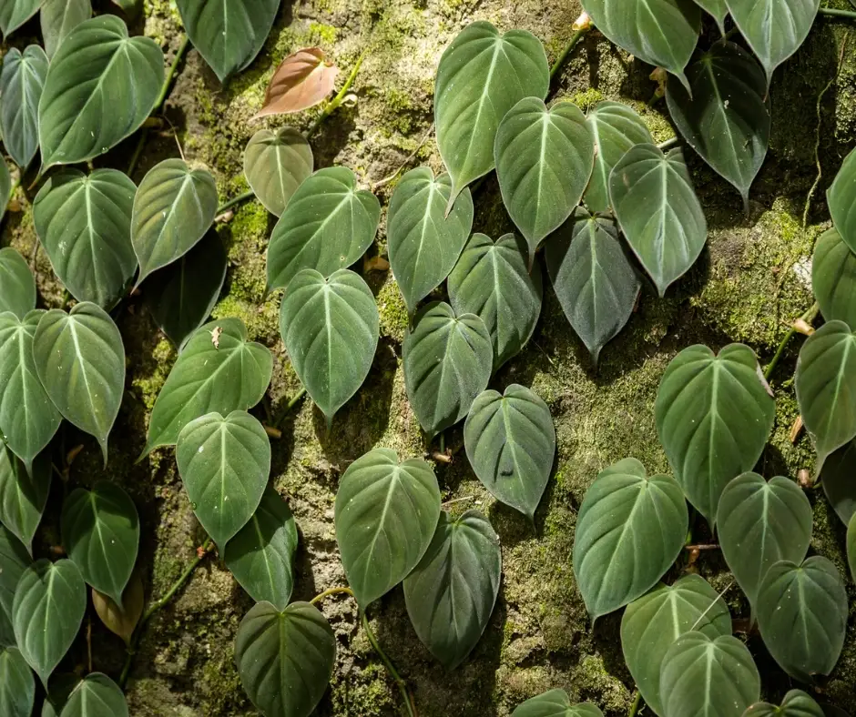 philodendron micans wild