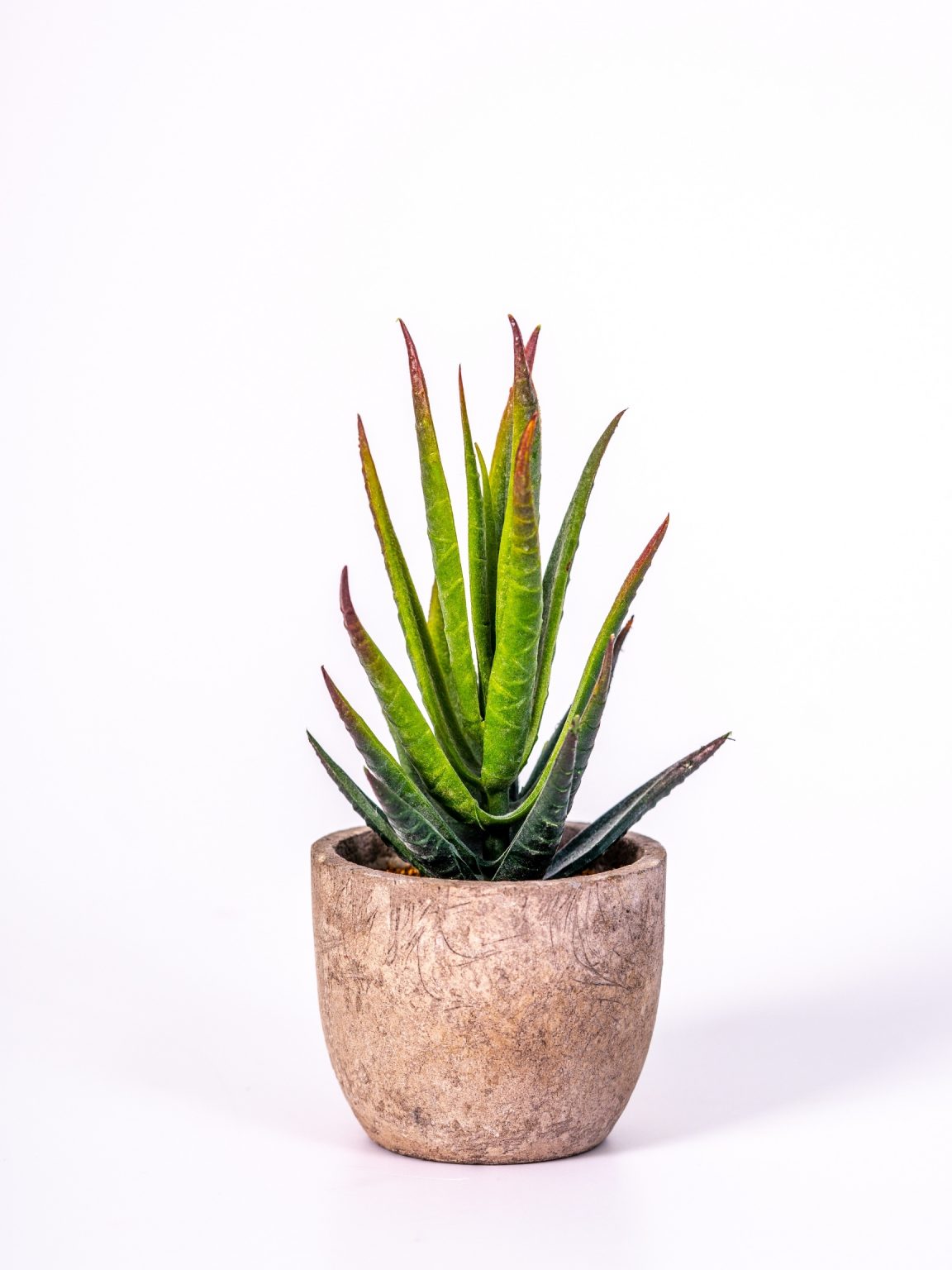 Aloe Plant Care Guide And Profile The Contented Plant