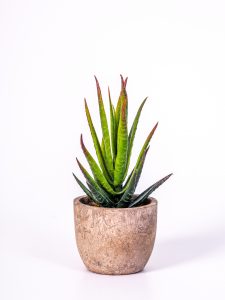 potted aloe vera plant