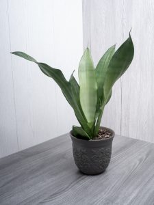 sansevieria moonshine plant