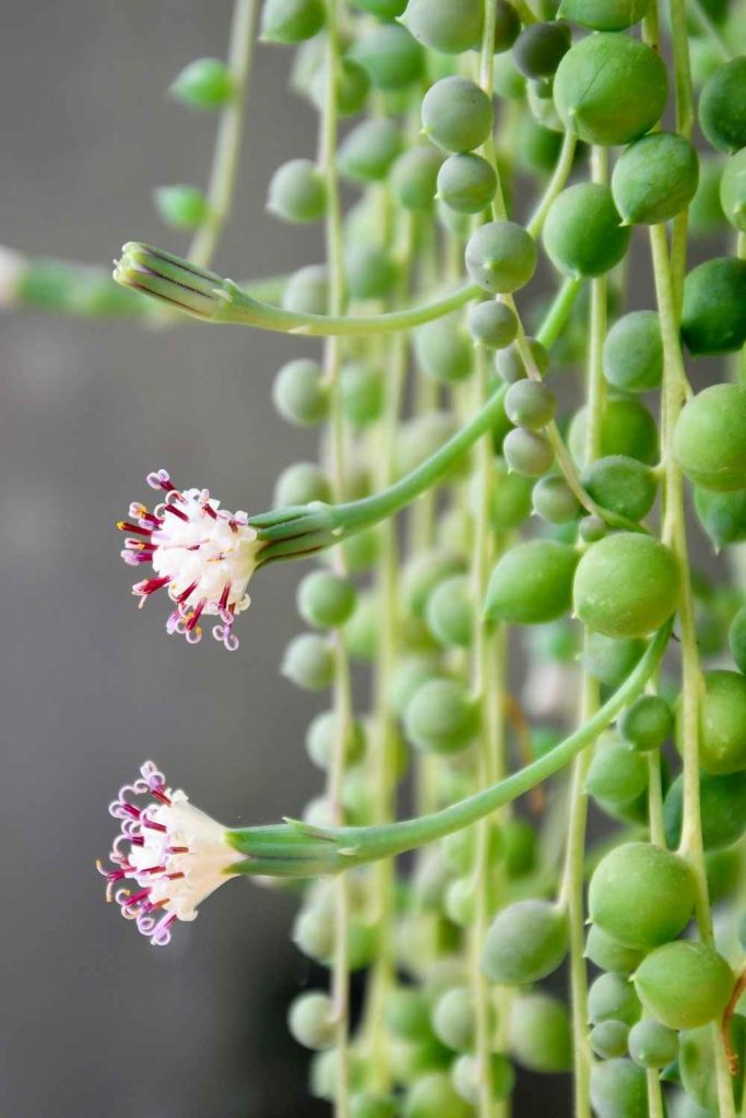This succulent will flower