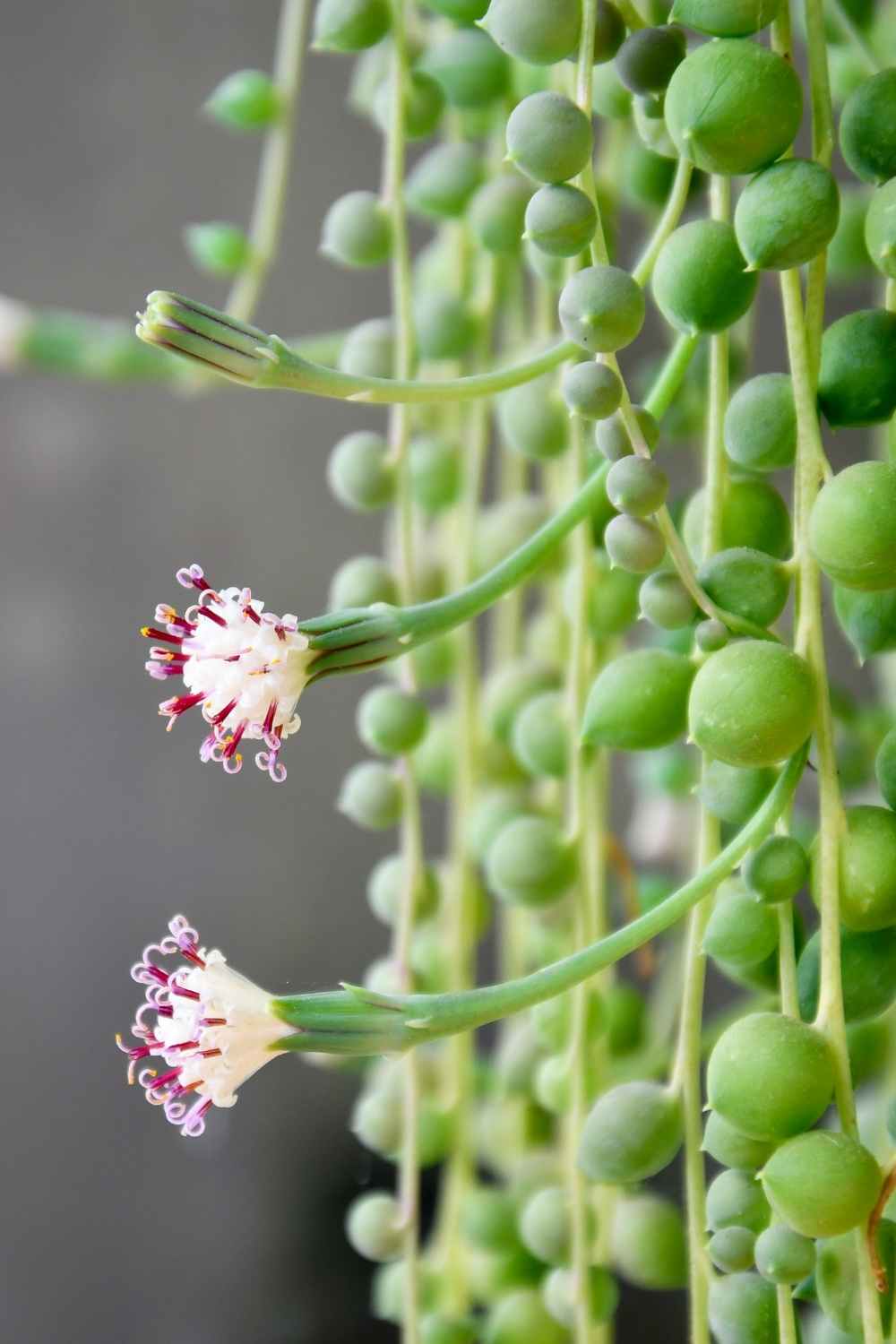 String of Pearls Care Guide and Plant Profile The Contented Plant