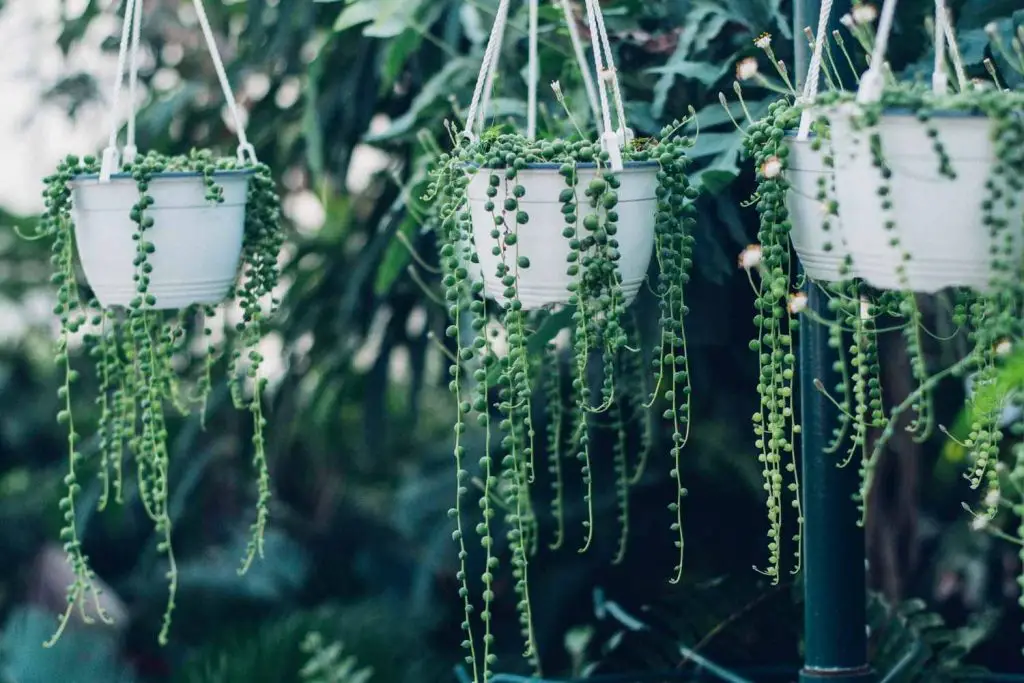 string of pearls hanging baskets