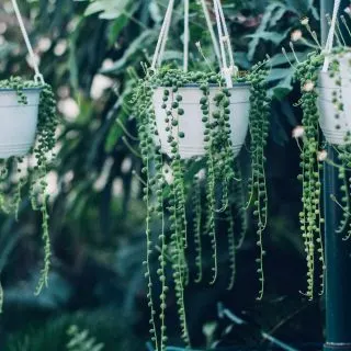 string of pearls hanging baskets