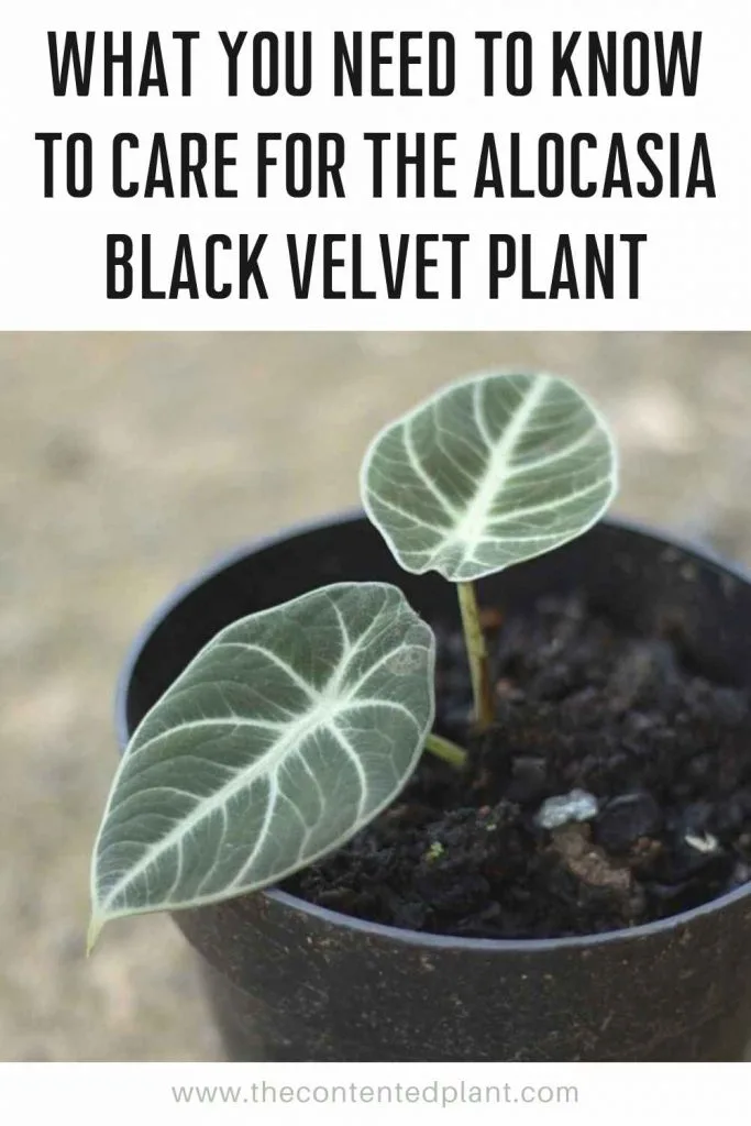 What you need to know to care for the alocasia black velvet plant-pin image