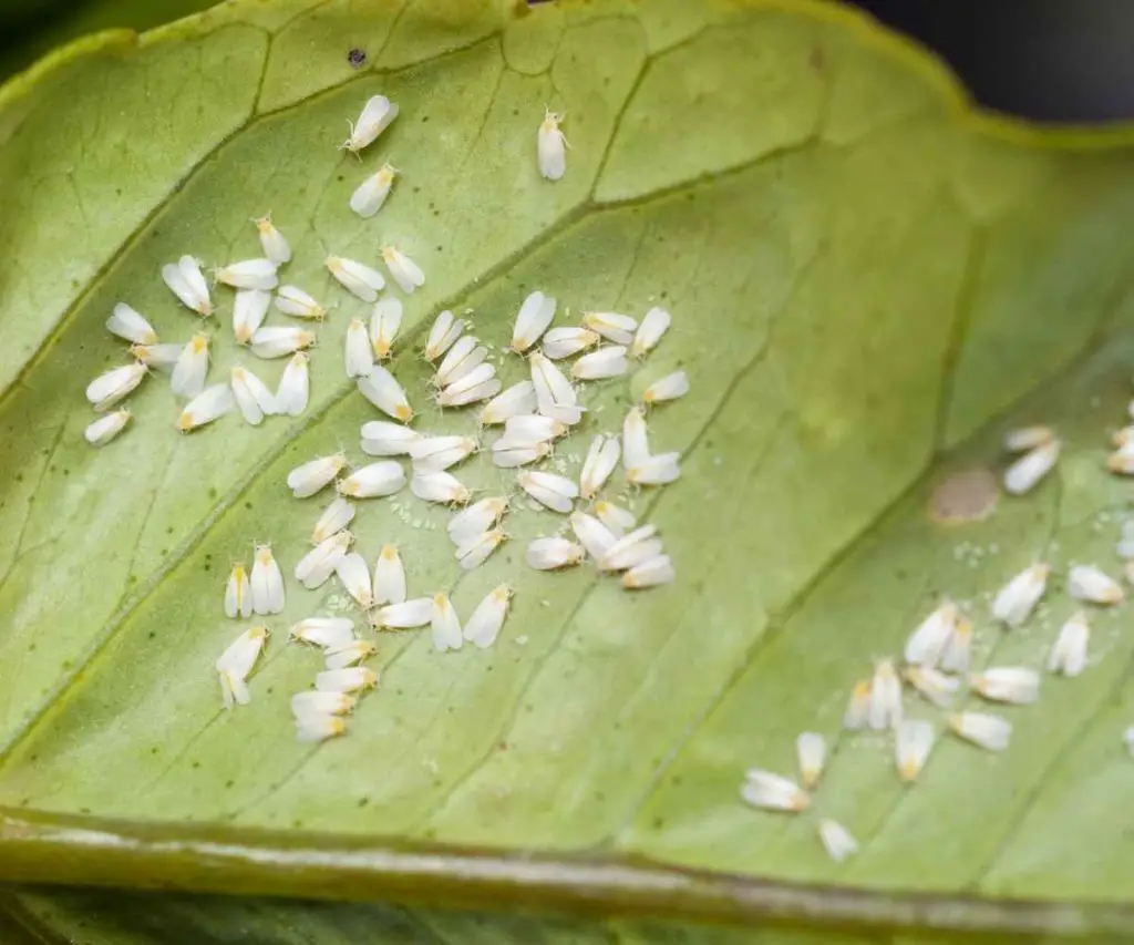 whitefly damage on leaf underside