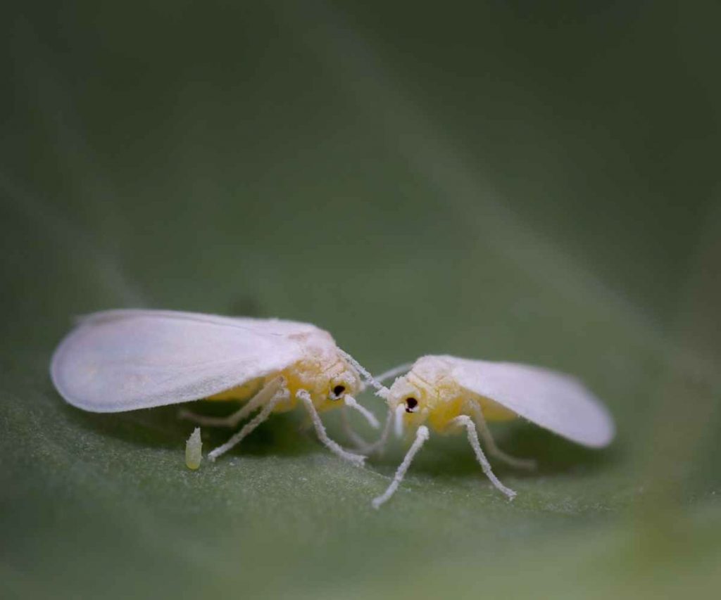 whiteflies on leaf