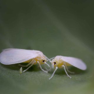 whiteflies on leaf