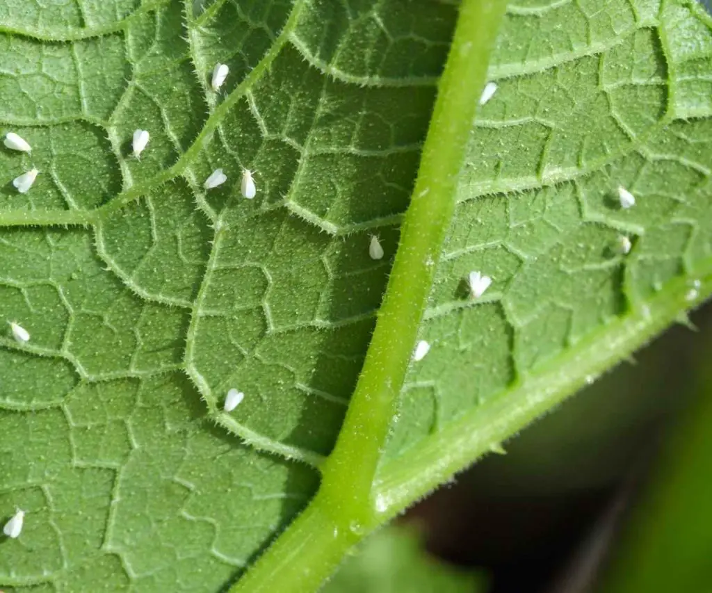whiteflies on underside of leaf