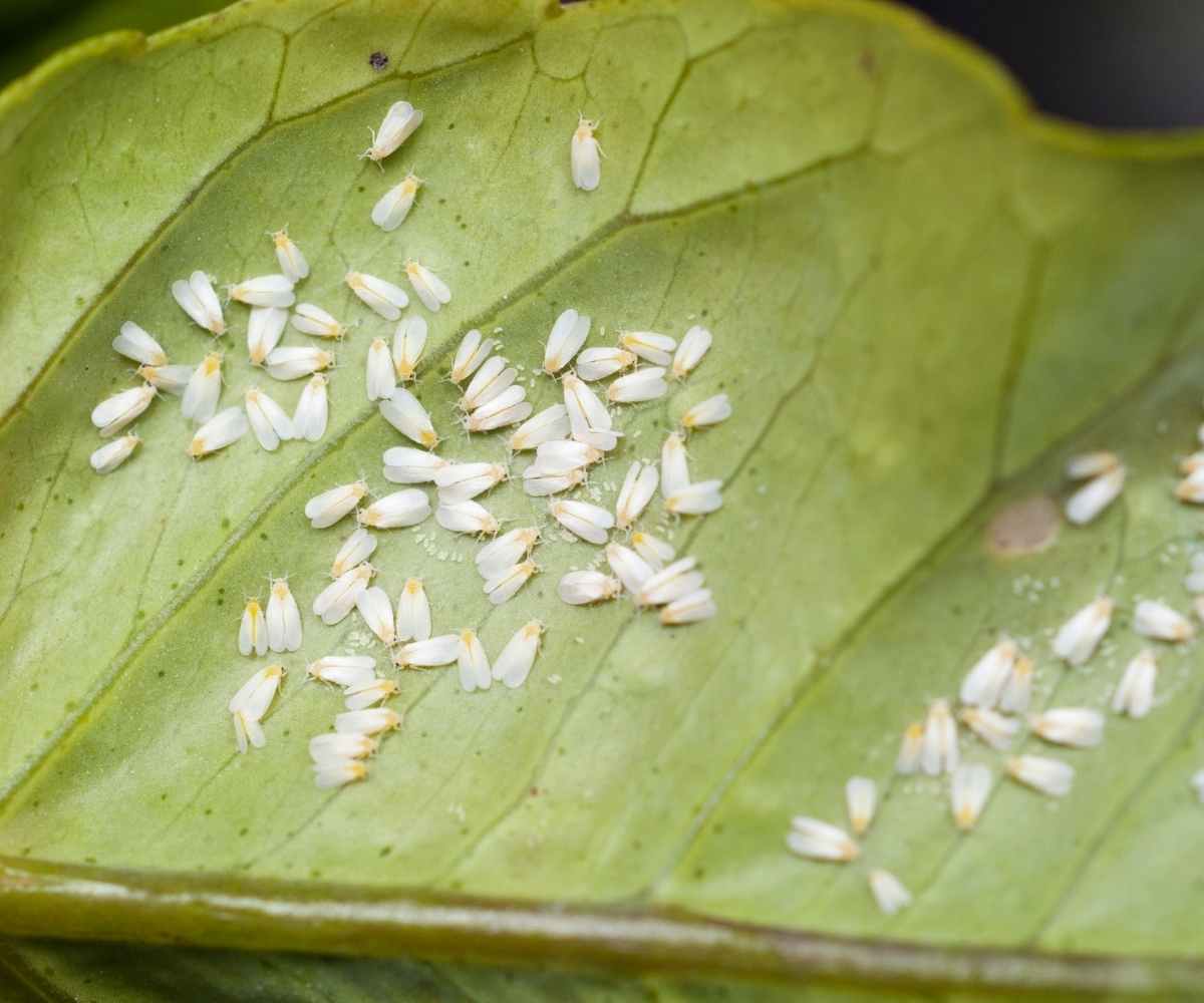 How to get Rid of Whiteflies on Plants - The Contented Plant