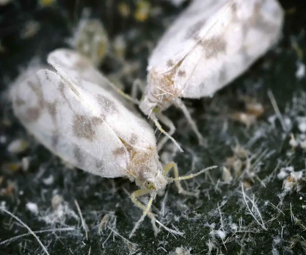 whitefly