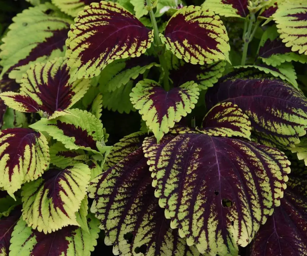 coleus plant