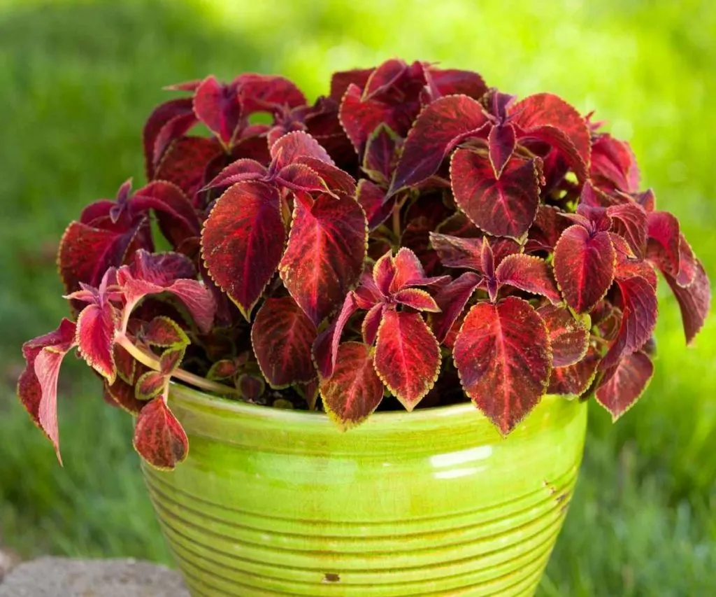 Color blaze coleus plant in container