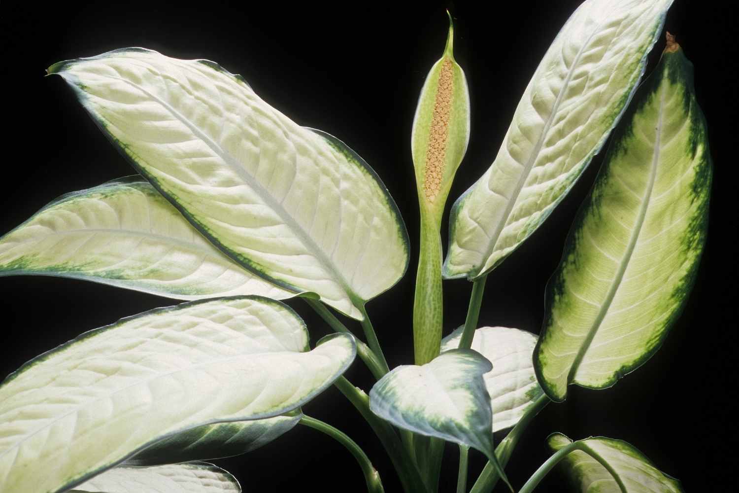 flowering dieffenbachia