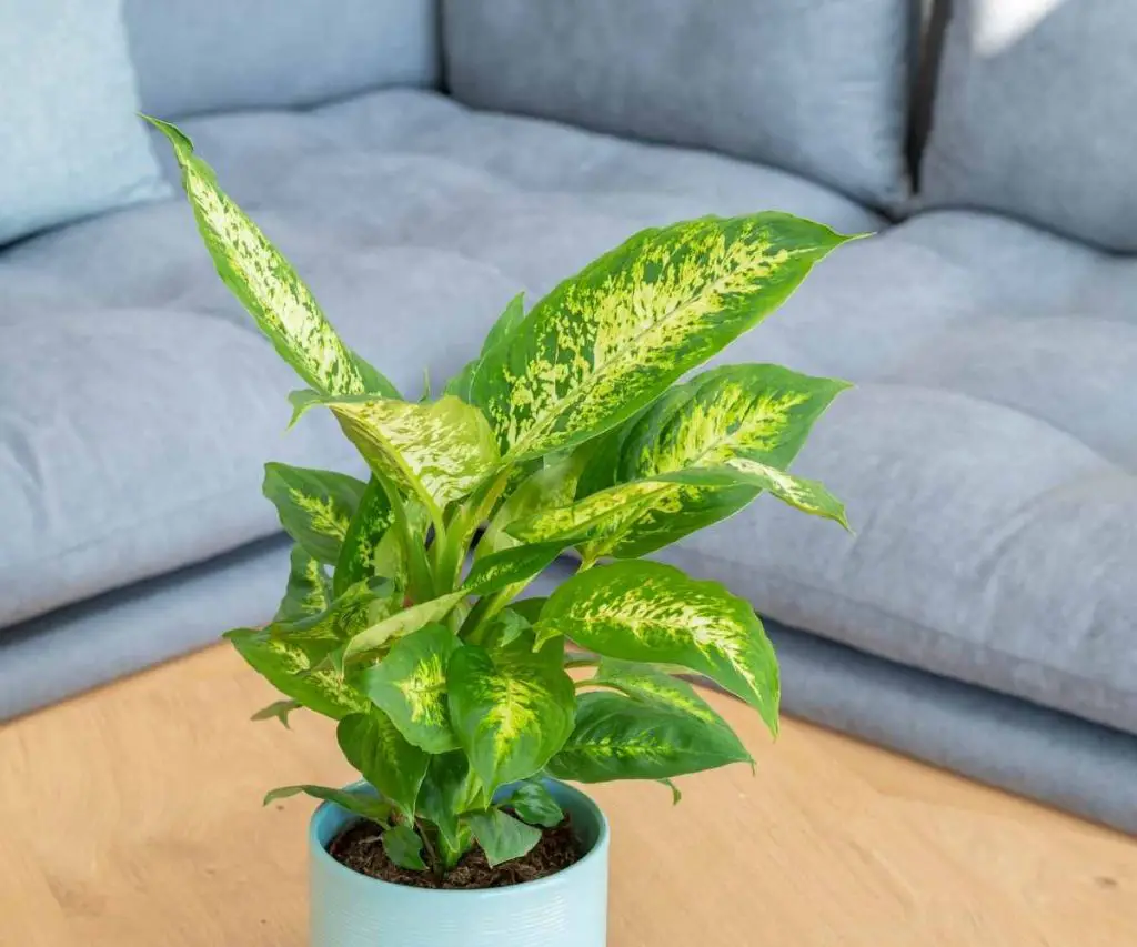 dieffenbachia