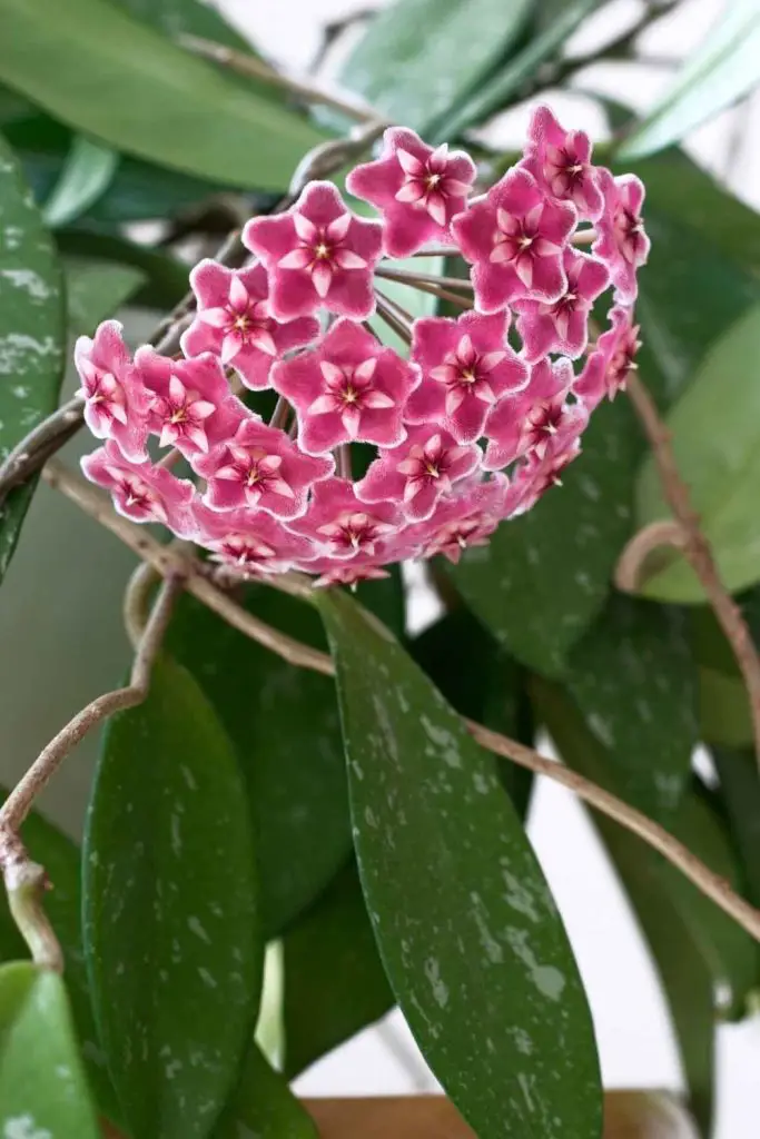 Wax plant Flower