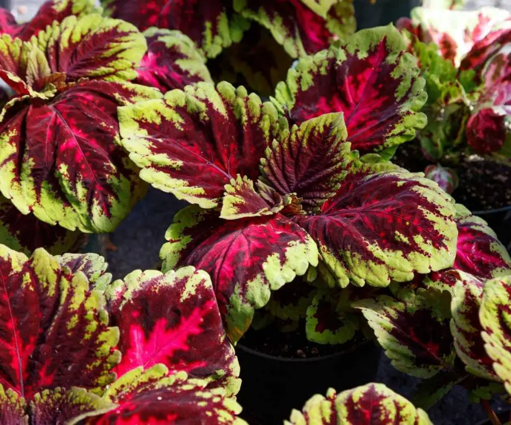 Kong coleus close up