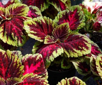 Coleus Plant Indoor Care guide - The Contented Plant