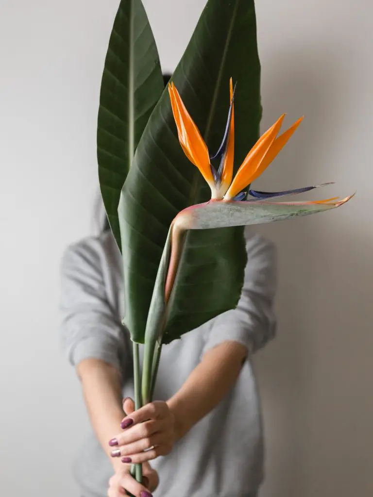 bird of paradise cut flower