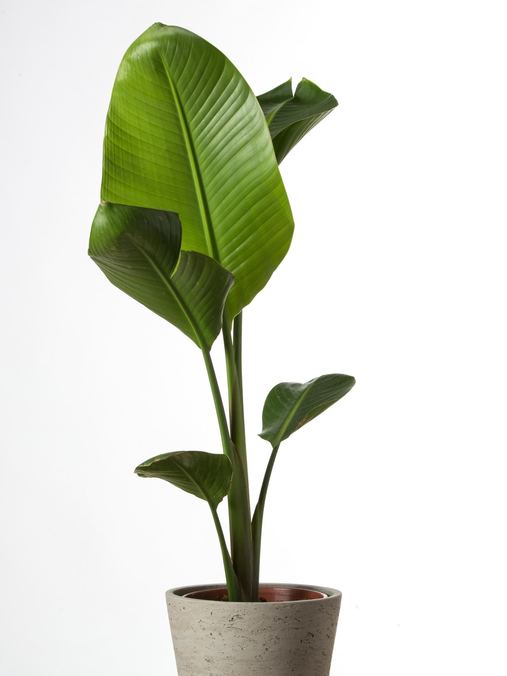 bird of paradise plant in pot