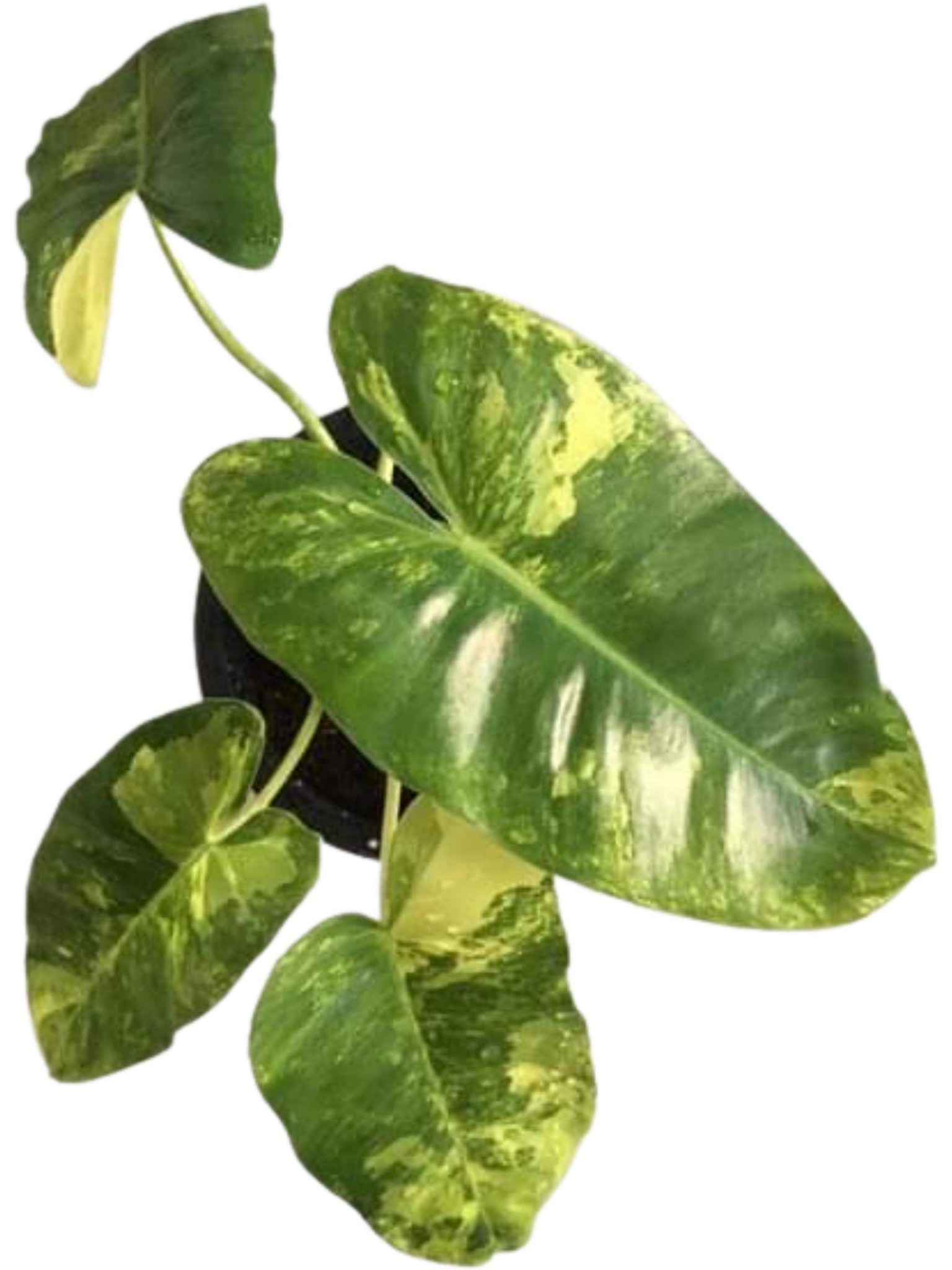 Variegated Burle Marx Plant Care Guide and Profile The Contented Plant