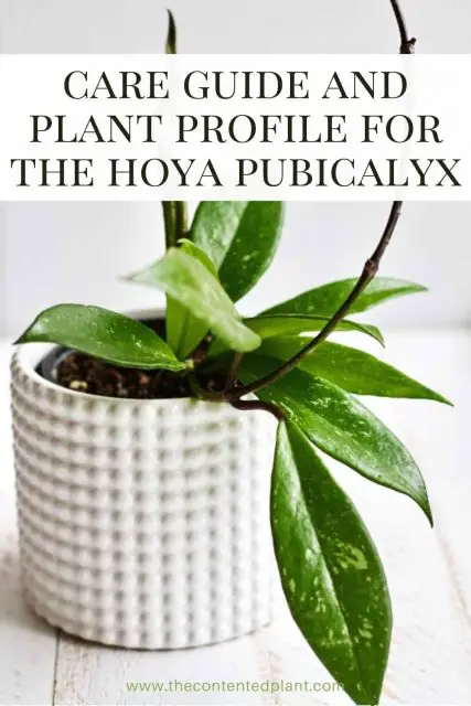 Hoya Pubicalyx Care Guide and Plant Profile - The Contented Plant