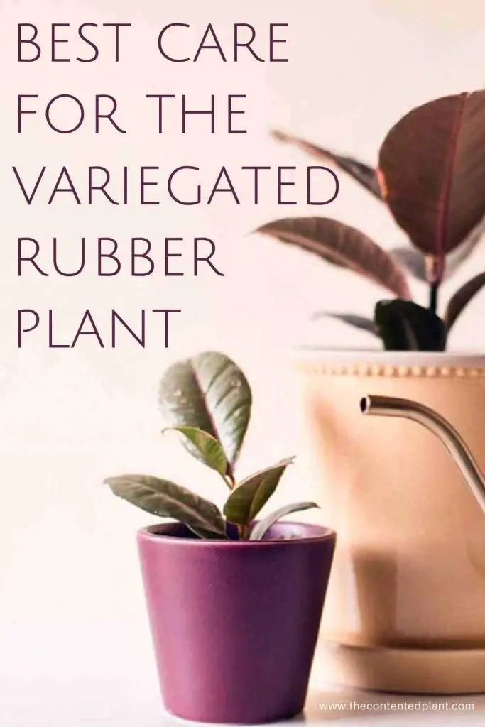 Best care for the variegated rubber plant-pin image