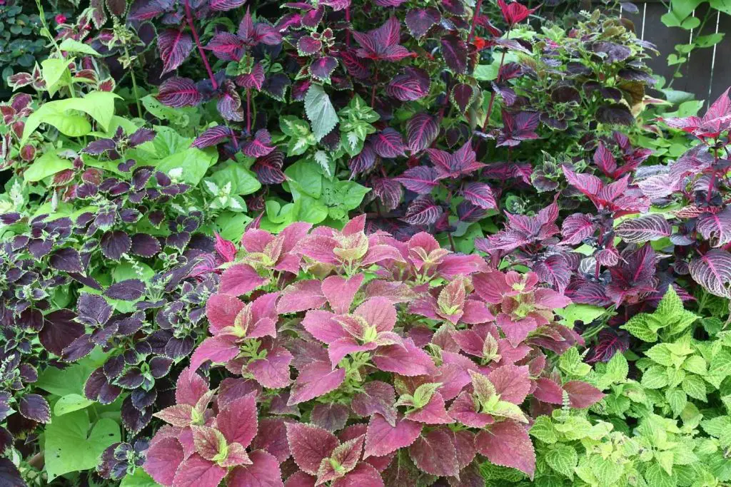 coleus shade varieties