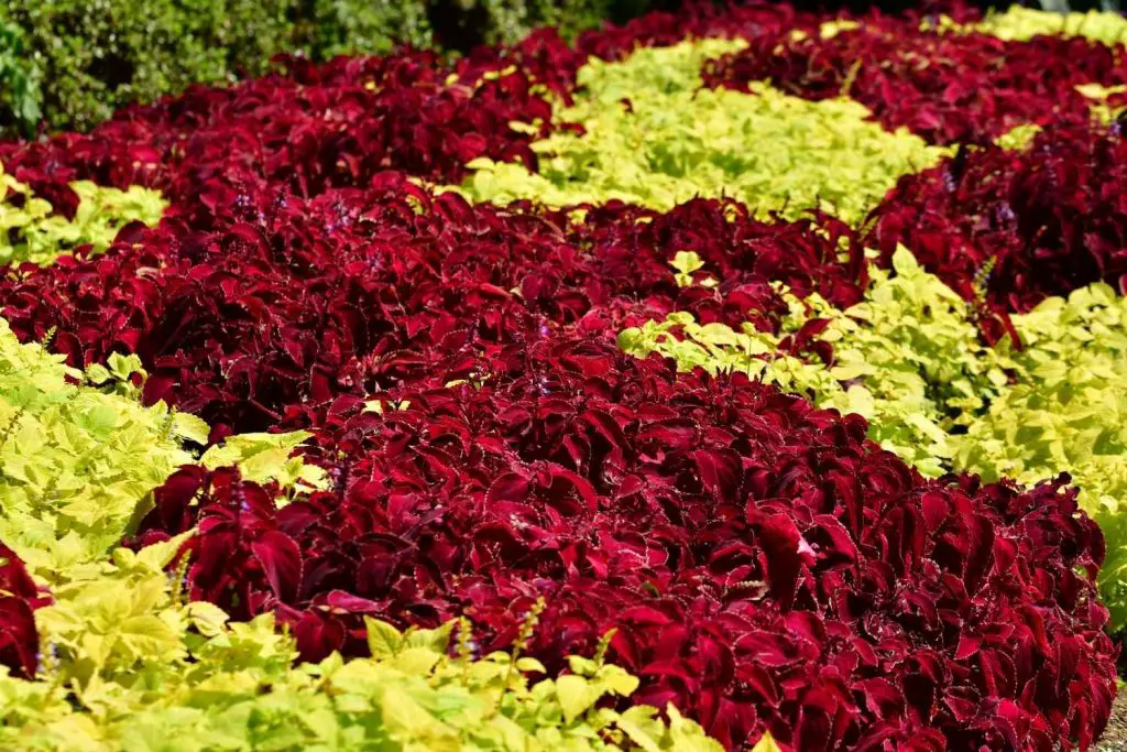 sun tolerant coleus varieties 