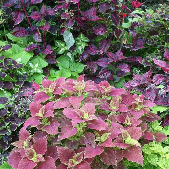 Coleus Plant Indoor Care guide - The Contented Plant