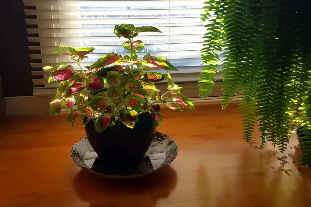 coleus indoor care is easy