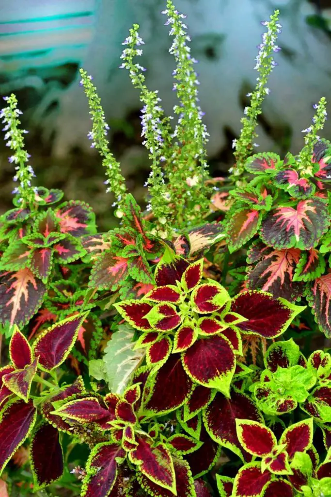 flowering coleus plant