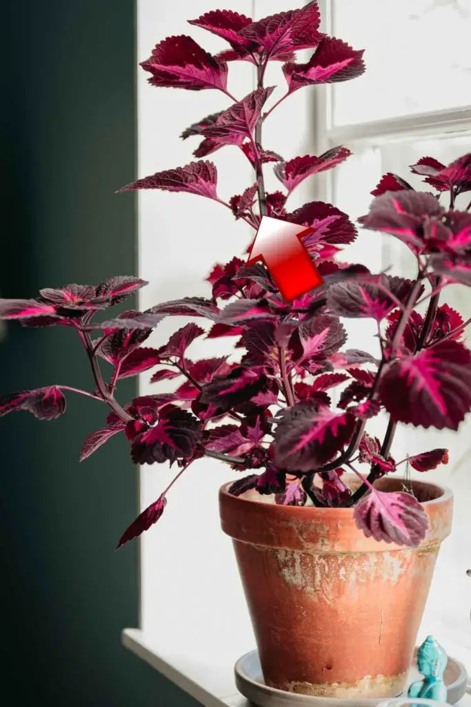 indoor coleus plant