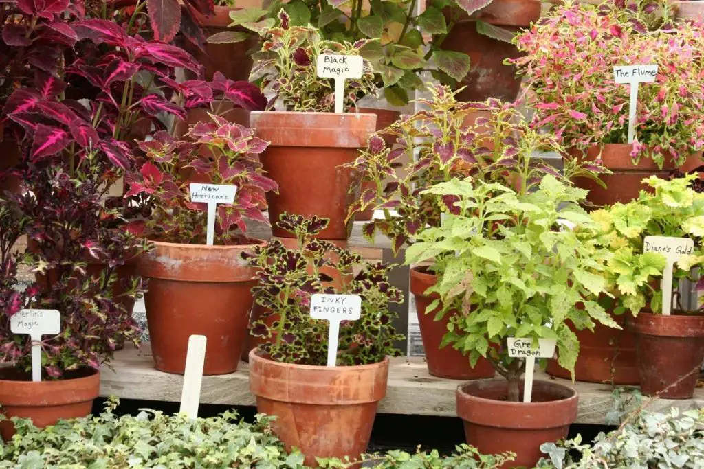 coleus varieties